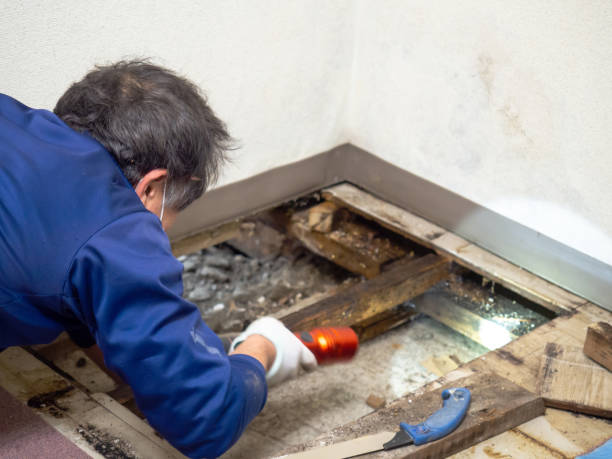 Best Black Mold Removal  in Eaton, IN