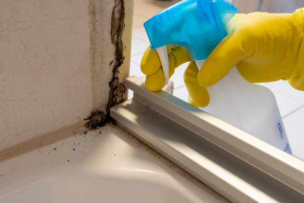Best Office Mold Removal Services  in Eaton, IN