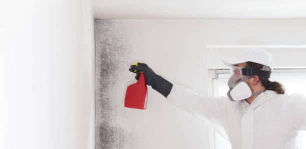 Best Local Mold Removal Service  in Eaton, IN